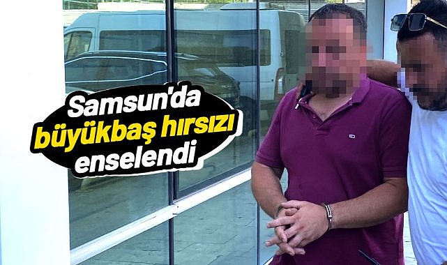 Samsun'da büyükbaş hırsızı yakalandı