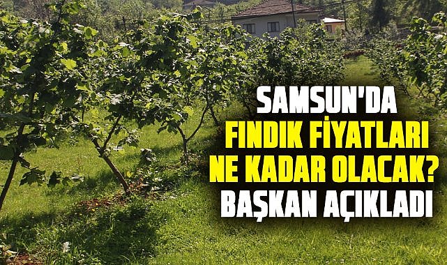 Samsun'da fındık fiyatları ne kadar olacak? Başkan Muammer Aydemir açıkladı