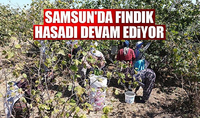Samsun'da fındık hasadı devam ediyor