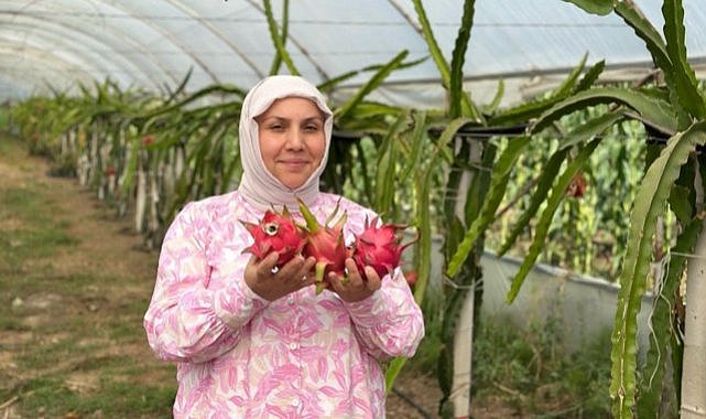 Samsun'da kadın girişimci ejder meyvesinde zayiat vermedi