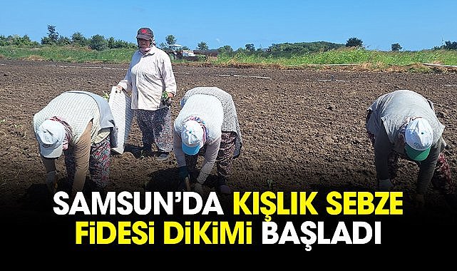 Samsun'da kışlık sebze fidesi dikimi başladı
