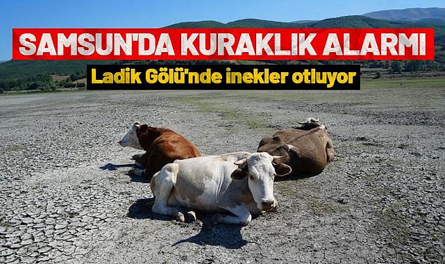 Samsun'da kuraklık alarmı! Ladik Gölü'nde inekler otluyor