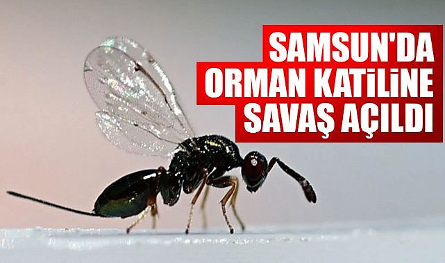 Samsun'da orman katiline savaş açıldı
