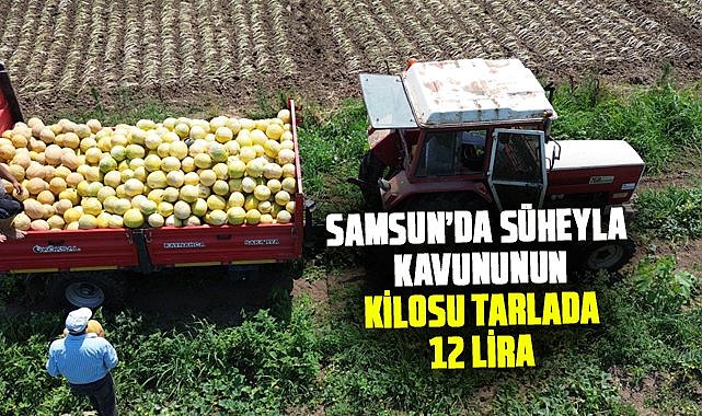 Samsun’da Süheyla kavununun kilosu tarlada 12 lira