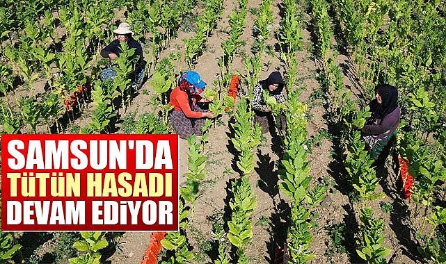 Samsun'da tütün hasadı devam ediyor