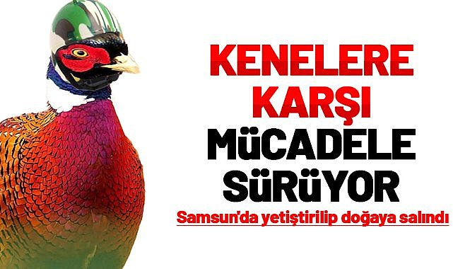 Samsun'da yetiştirilen sülünler, keneyle mücadele için doğaya salındı