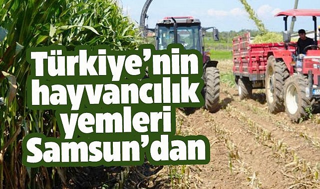 Türkiye’nin hayvancılık yemleri Samsun’dan 