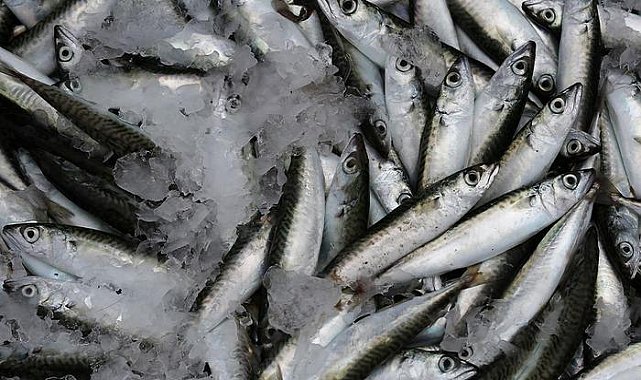 Yaşlanmayı geciktiren lezzet: Sardalya!