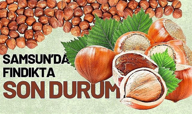 10 Eylül 2025 Çarşamba Güncel Fındık Fiyatları: Samsun fındık fiyatları yükseliyor mu?