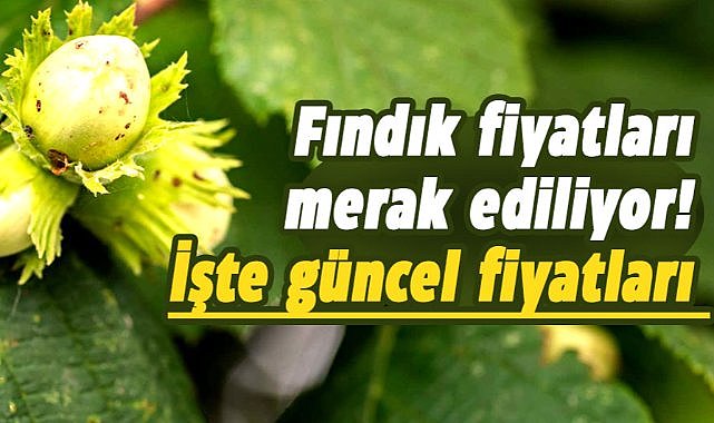 22 Eylül 2025 Pazartesi Güncel Fındık Fiyatları: Samsun fındık fiyatları yükseliyor mu?