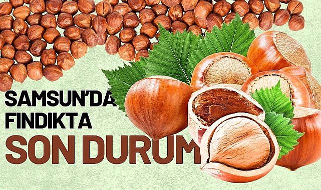 8 Eylül 2025 Pazartesi Güncel Fındık Fiyatları: Samsun fındık fiyatları yükseliyor mu?