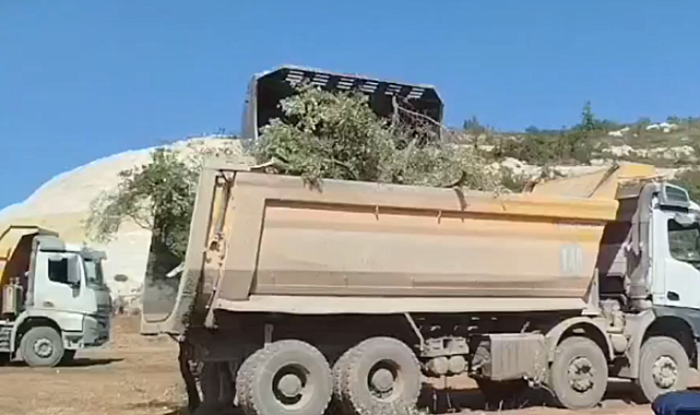 Asırlık zeytin ağaçları kepçelerle söküldü! Köylüler gözyaşlarıyla tepki gösterdi