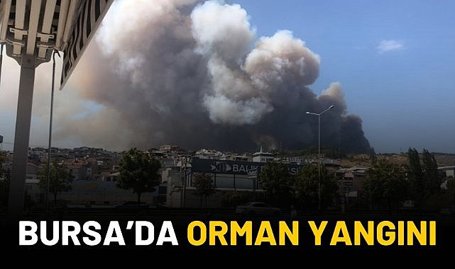Bursa'da orman yangını