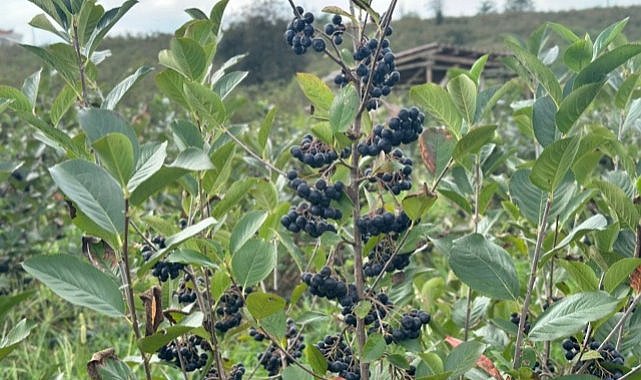 Fındığa alternatif aronya üretimi