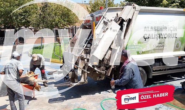 Hayvan barınağı skandalı: Köpekleri öldürüp, çöp arabasına attılar
