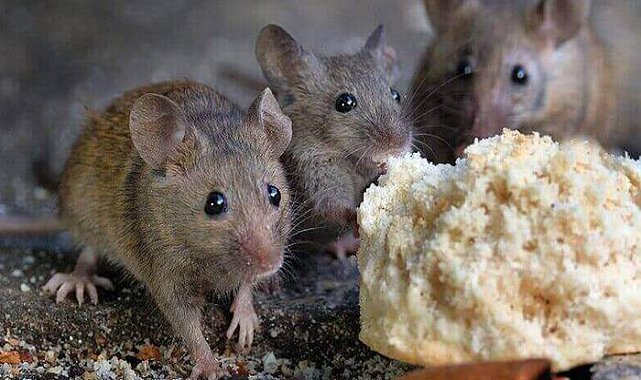 Hızlı yayılan salgına dikkat! Hayvandan insana bulaşıyor