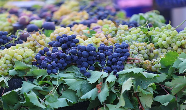 İzmir Karabağlar'da coğrafi işaretli üzüme yoğun ilgi