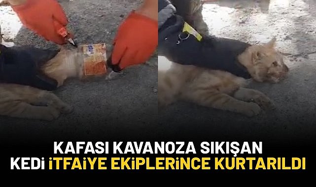 Kafayı kavanoza sıkışan kedi itfaiye ekiplerince kurtarıldı