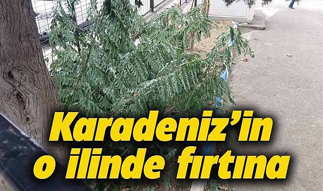 Sinop'ta fırtına ağaçları devirdi