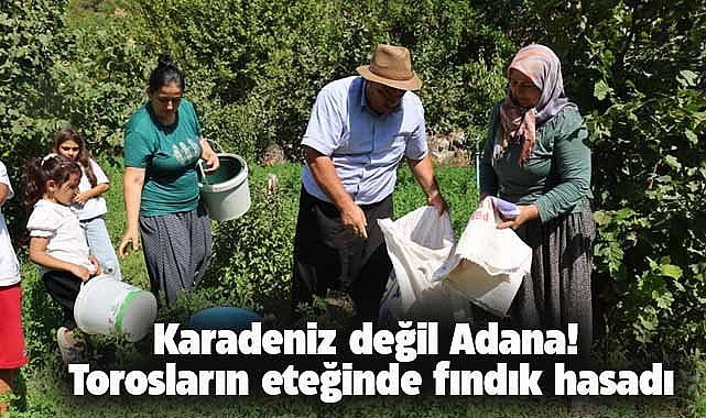 Karadeniz'in ekmek teknesi fındık Akdeniz topraklarında