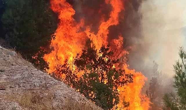 Konya'da sazlık yangını ormana sıçradı
