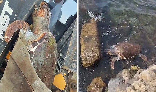 Sahile ölü caretta caretta vurdu
