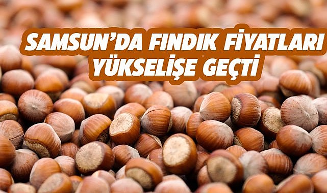 Samsun Çarşamba'da 50 randıman fındığın fiyatı yükseldi