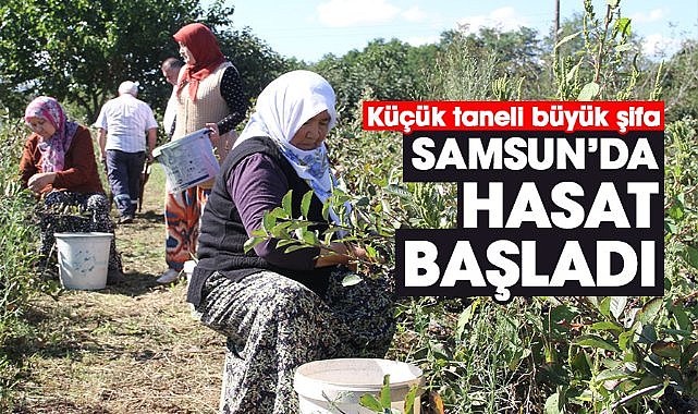 Samsun'da Aronya hasadı başladı