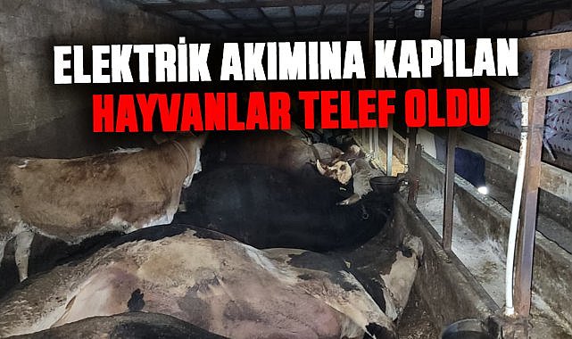 Samsun'da elektrik akımına kapılan hayvanlar telef oldu