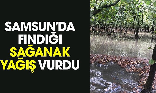 Samsun'da fındığı sağanak yağış vurdu