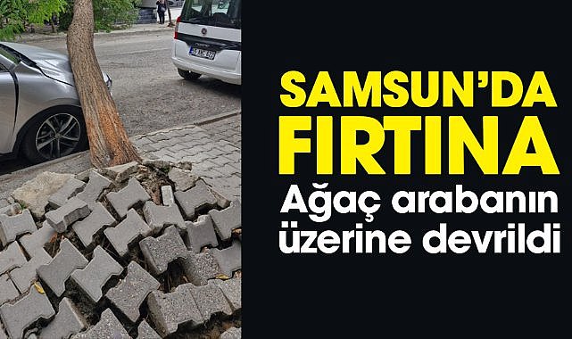 Samsun'da fırtına: Ağaç arabanın üzerine devrildi