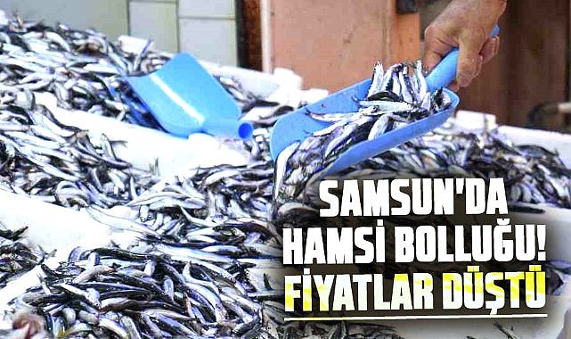 Samsun'da hamsi bolluğu! Fiyatlar düştü