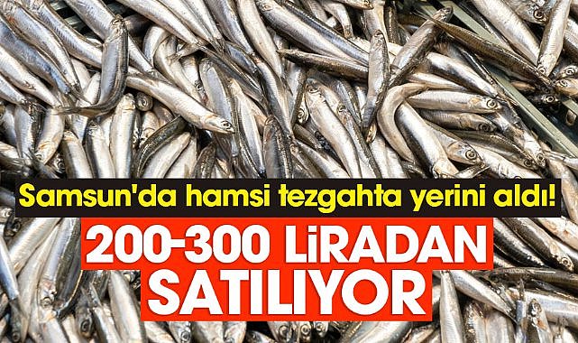 Samsun'da hamsi tezgahta yerini aldı! 200-300 liradan satılıyor