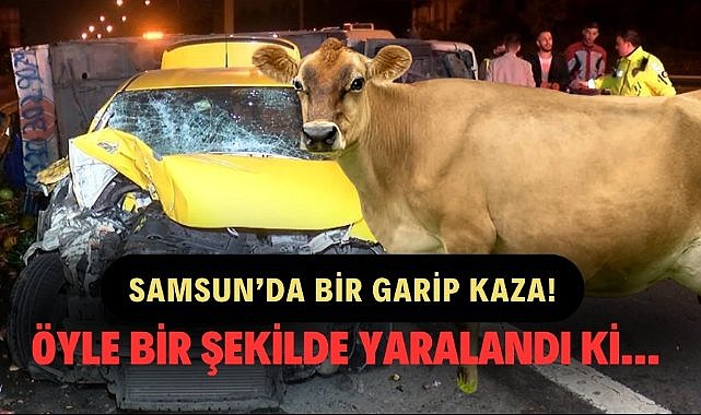 Samsun'da ineğe çarpan taksideki yolcu yaralandı