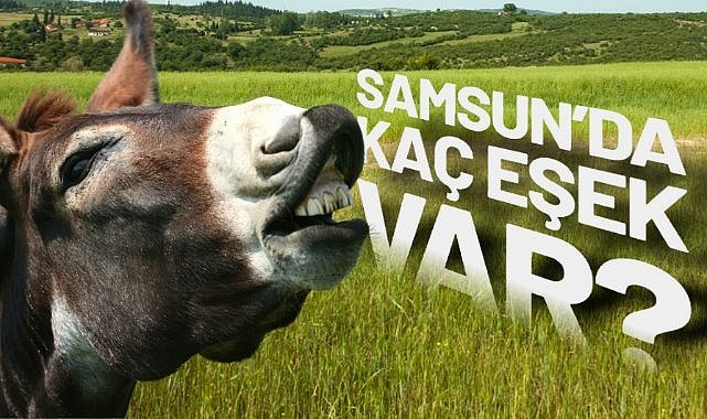 Samsun'da kaç eşek var?