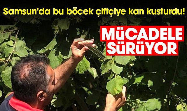 Samsun'da kahverengi kokarca mücadelesi sürüyor
