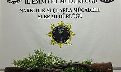 Samsun'da polis ekipleri 33 kök Hint keneviri ele geçirdi