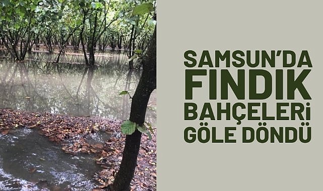 Samsun'da sağanak yağış fındık bahçelerini göle döndürdü
