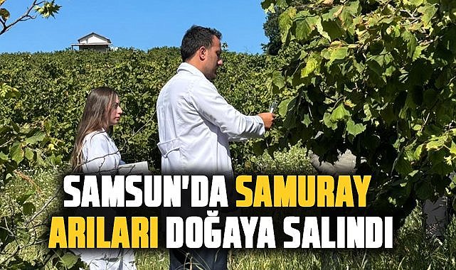 Samsun'da samuray arıları doğaya salındı