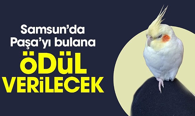 Samsun'da sultan papağanı Paşa’yı bulana ödül verilecek