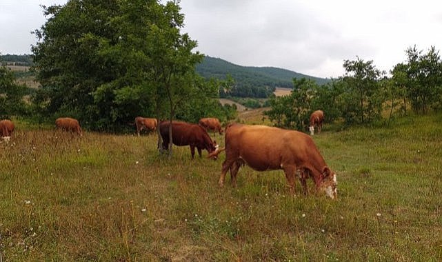Samsun'da tüm sığırlara kimlik verilecek