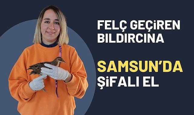 Samsun Kızılırmak Deltası'nda bıldırcın kılavuzu kuşuna şifa eli