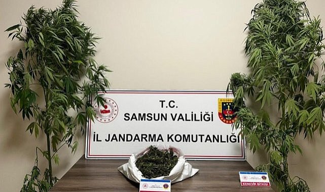 Samsun'un Terme ilçesinde uyuşturucu operasyonu!