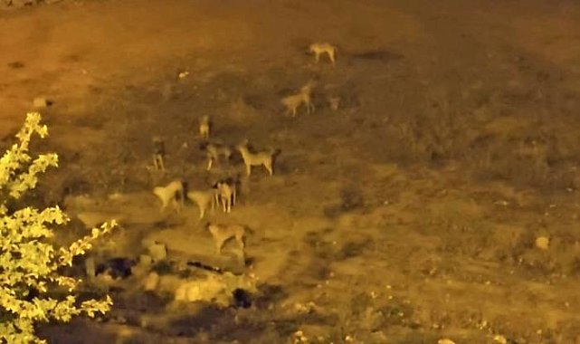 Sokak köpekleri, vatandaşların korkulu rüyası oldu