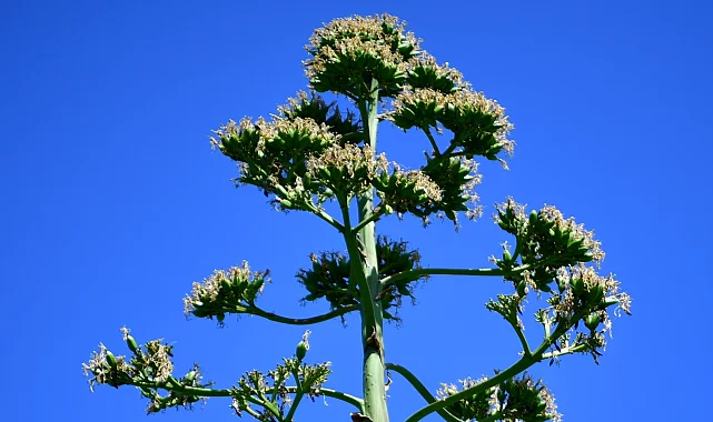 UNESCO listesindeki Agave Bitkisi Beylikdüzü'nde çiçek açtı