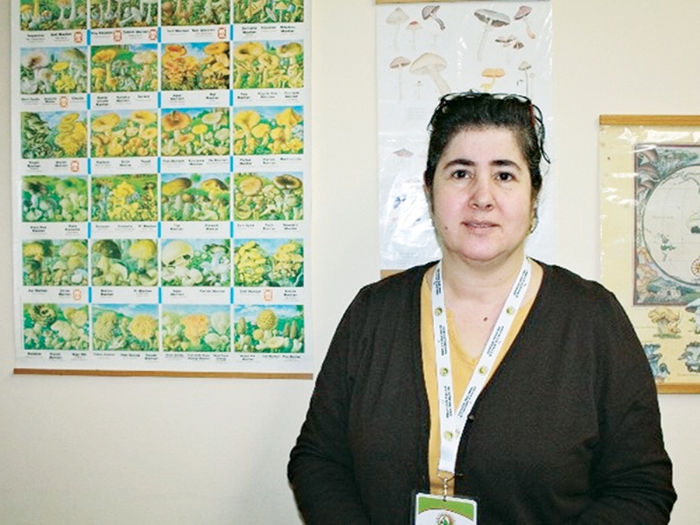 Zehirli Mantarlar Hakkında Yanlış ınanışlar