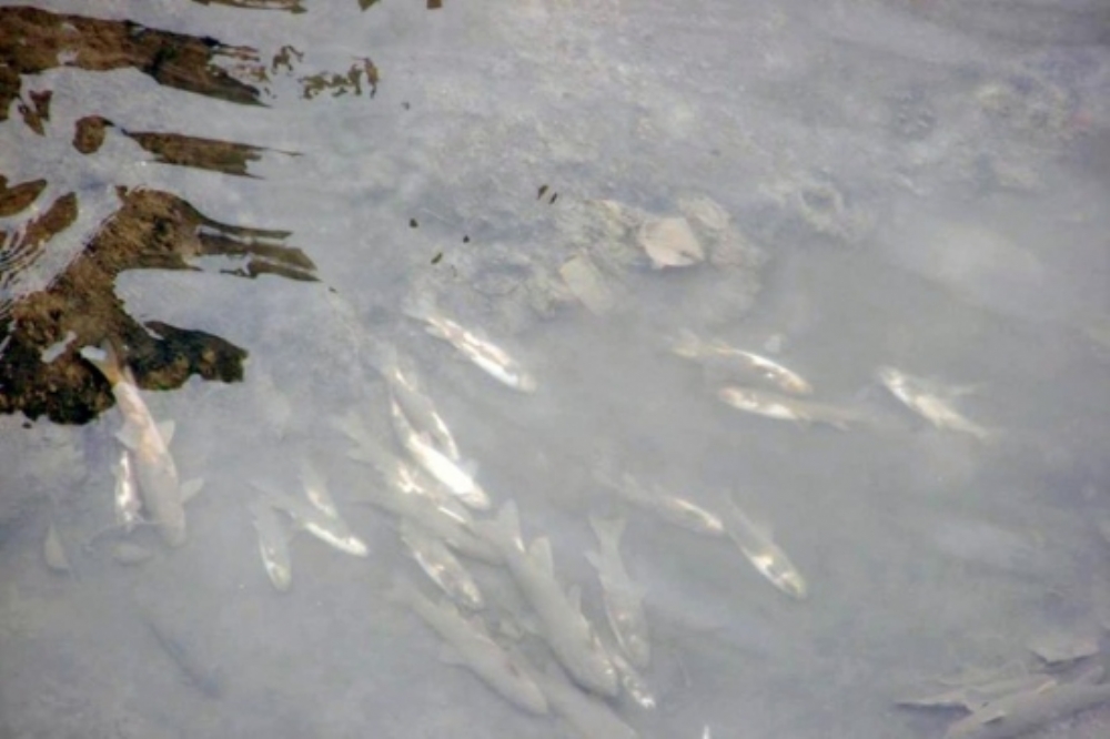 Harşit Çayı'ndaki Balık Ölümleri