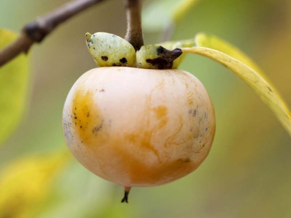 Sindiremiyorsan Hurmayı Yeme!