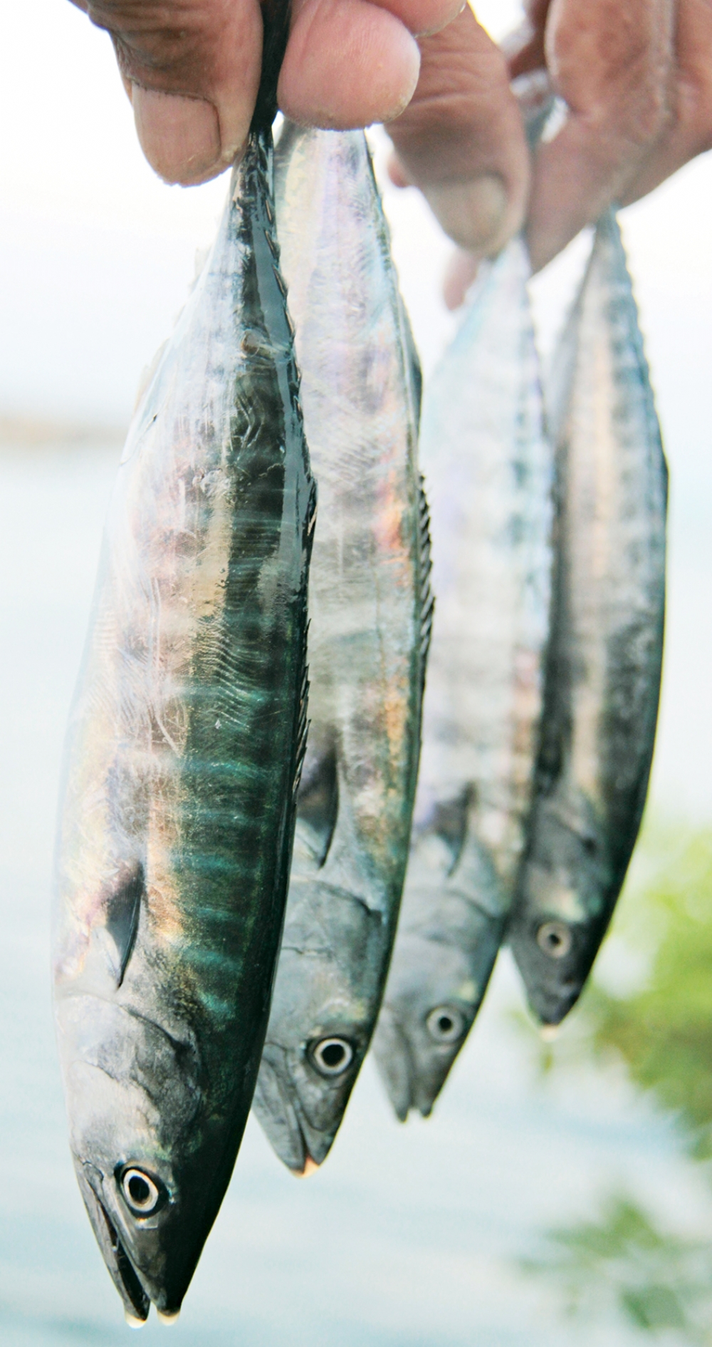 Palamut Oltalara Takılmaya Başladı