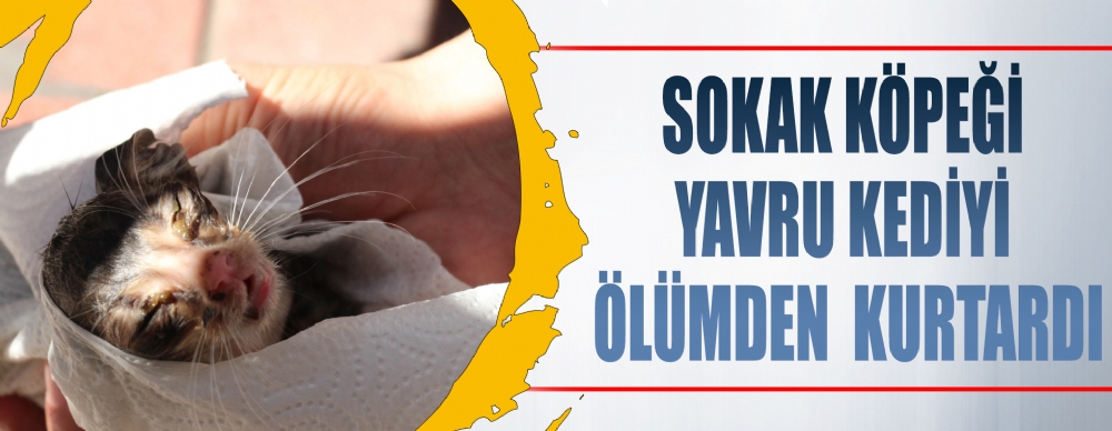 Sokak Köpeği, Yavru Kedinin Hayatını Kurtardı